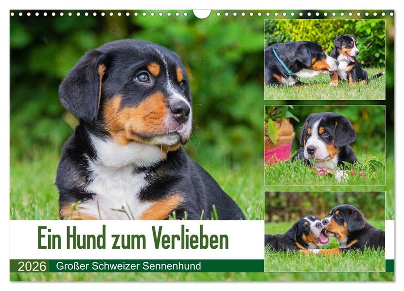 Ein Hund zum Verlieben - Großer Schweizer Sennenhund (Wandkalender 2026 DIN A3 quer) CALVENDO Monatskalender