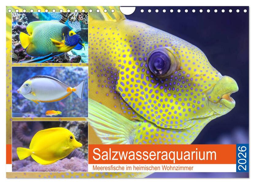 Salzwasseraquarium. Meeresfische im heimischen Wohnzimmer (Wandkalender 2026 DIN A4 quer) CALVENDO Monatskalender