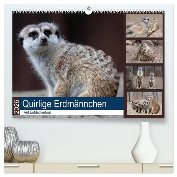 Quirlige Erdmännchen (hochwertiger Premium Wandkalender 2026 DIN A2 quer) Kunstdruck in Hochglanz