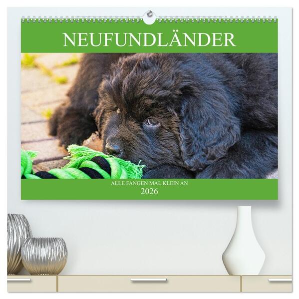 Neufundländer - Alle fangen mal klein an (hochwertiger Premium Wandkalender 2026 DIN A2 quer) Kunstdruck in Hochglanz