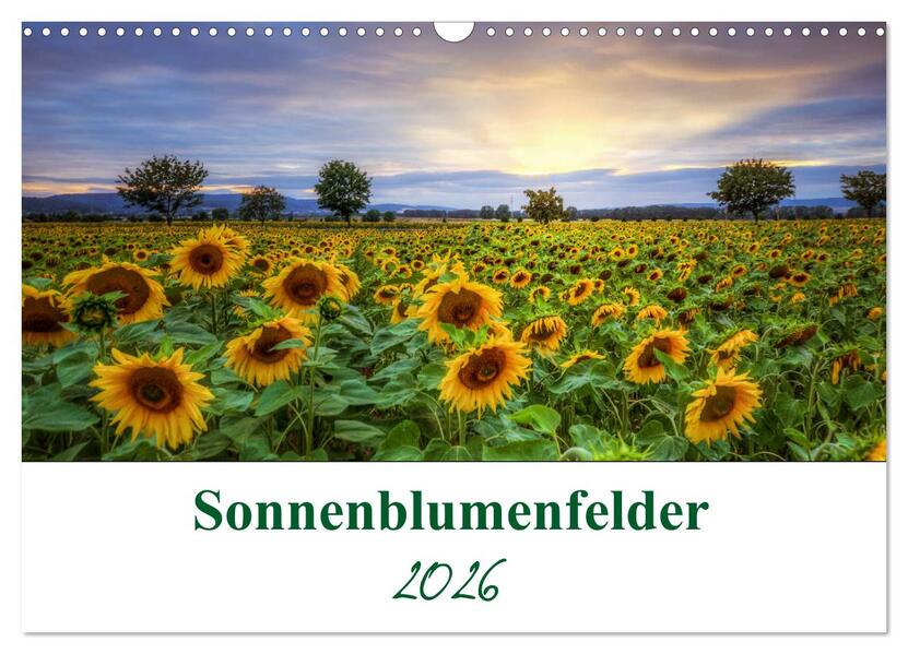 Sonnenblumenfelder (Wandkalender 2026 DIN A3 quer) CALVENDO Monatskalender