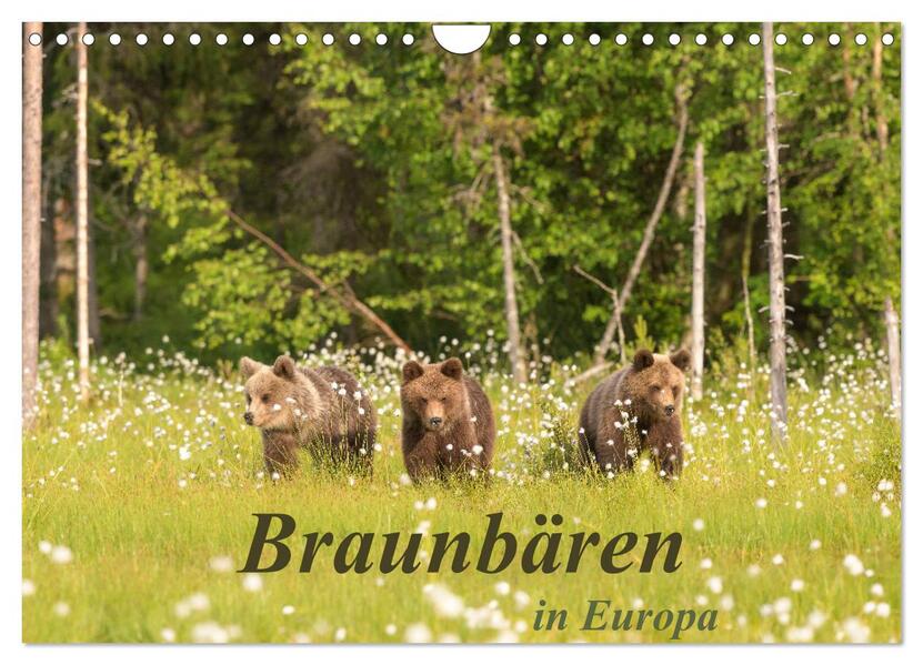 Braunbären in Europa (Wandkalender 2026 DIN A4 quer) CALVENDO Monatskalender