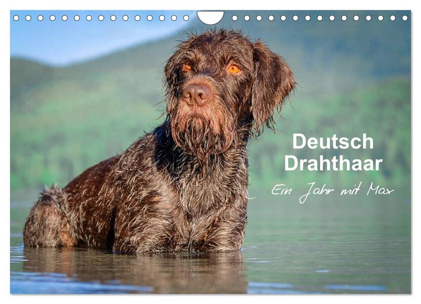 Deutsch Drahthaar - Ein Jahr mit Max (Wandkalender 2026 DIN A4 quer) CALVENDO Monatskalender