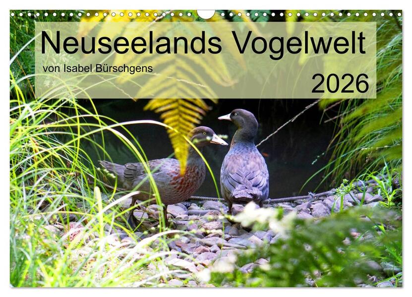 Neuseelands Vogelwelt (Wandkalender 2026 DIN A3 quer) CALVENDO Monatskalender