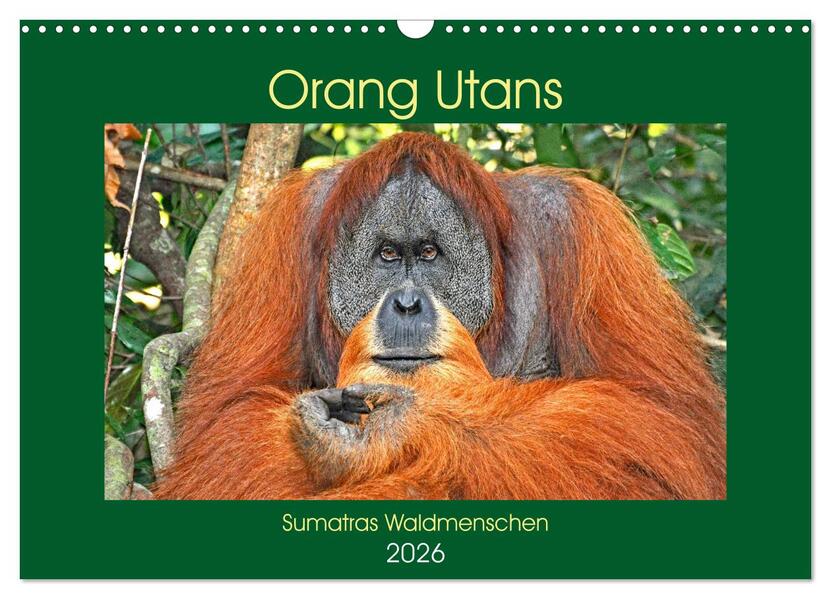 Orang Utans Sumatras Waldmenschen (Wandkalender 2026 DIN A3 quer) CALVENDO Monatskalender