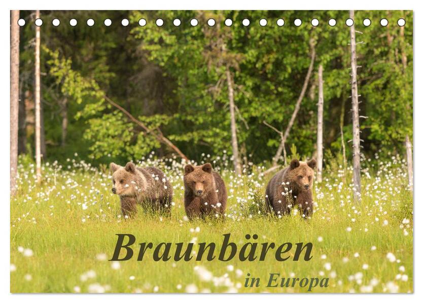 Braunbären in Europa (Tischkalender 2026 DIN A5 quer) CALVENDO Monatskalender