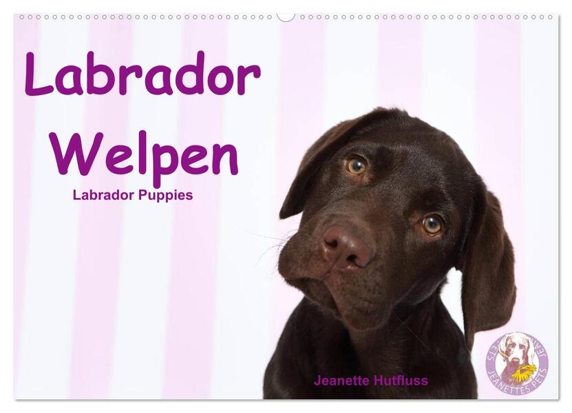 Labrador Welpen - Labrador Puppies (Wandkalender 2026 DIN A2 quer) CALVENDO Monatskalender