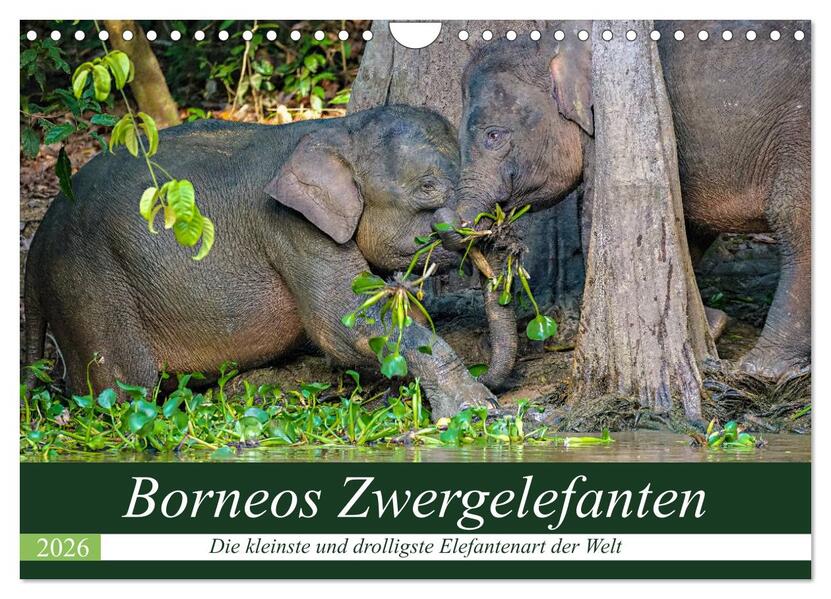 Borneos Zwergelefanten (Wandkalender 2026 DIN A4 quer) CALVENDO Monatskalender