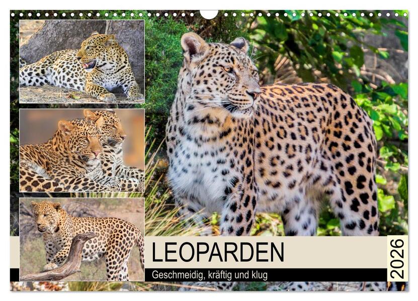 Leoparden. Geschmeidig kräftig und klug (Wandkalender 2026 DIN A3 quer) CALVENDO Monatskalender