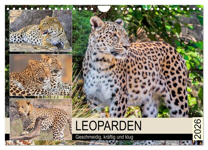 Leoparden. Geschmeidig kräftig und klug (Wandkalender 2026 DIN A4 quer) CALVENDO Monatskalender