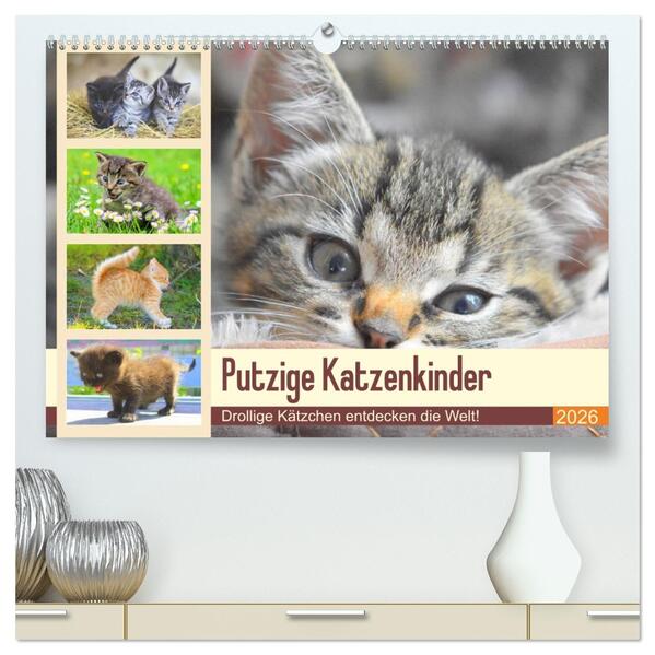 Putzige Katzenkinder. Drollige Kätzchen entdecken die Welt! (hochwertiger Premium Wandkalender 2026 DIN A2 quer) Kunstdruck in Hochglanz