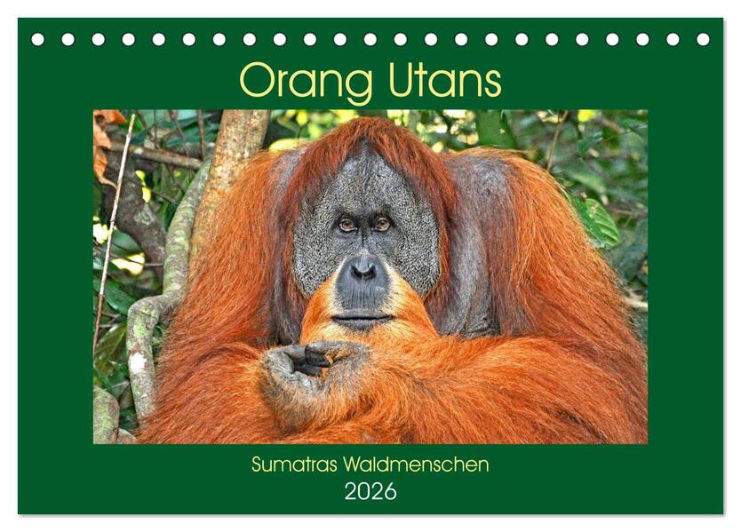 Orang Utans Sumatras Waldmenschen (Tischkalender 2026 DIN A5 quer) CALVENDO Monatskalender