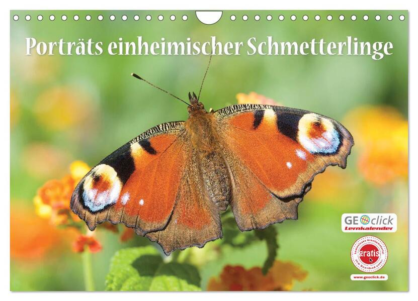 GEOclick Lernkalender: Porträts einheimischer Schmetterlinge (Wandkalender 2026 DIN A4 quer) CALVENDO Monatskalender