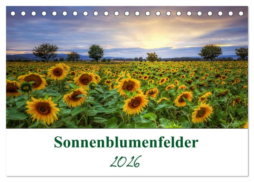 Sonnenblumenfelder (Tischkalender 2026 DIN A5 quer) CALVENDO Monatskalender