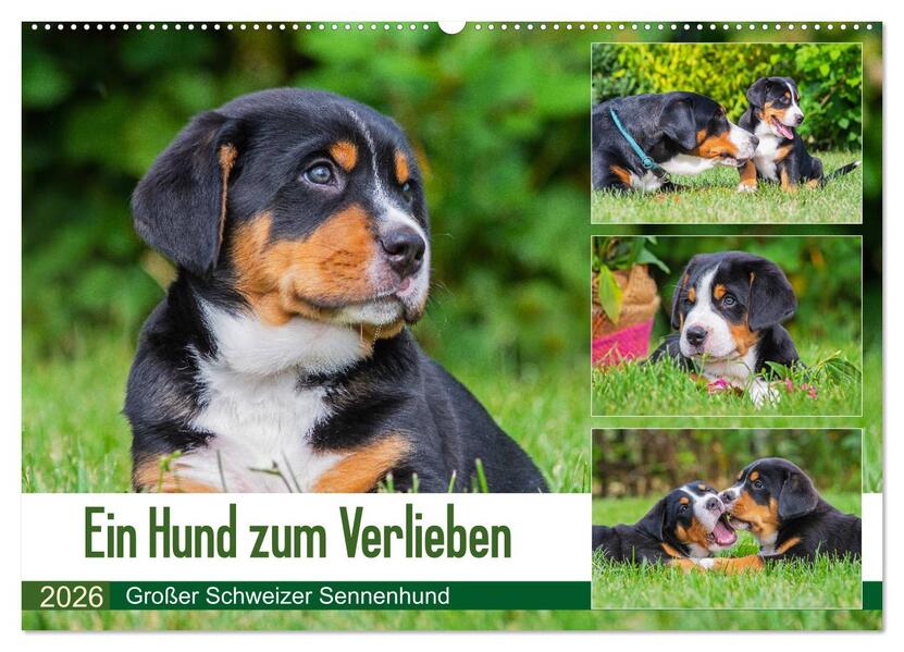 Ein Hund zum Verlieben - Großer Schweizer Sennenhund (Wandkalender 2026 DIN A2 quer) CALVENDO Monatskalender