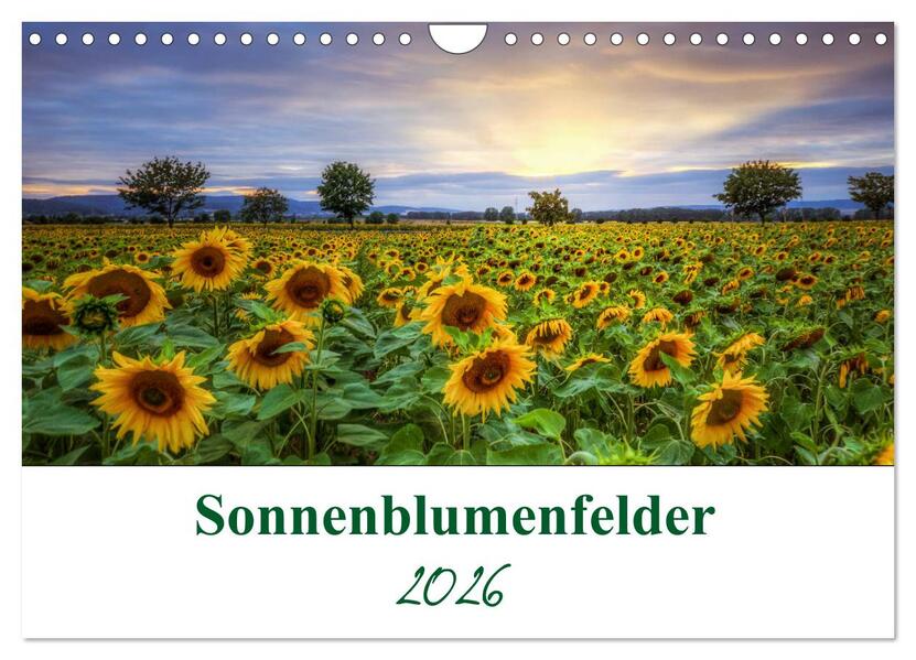 Sonnenblumenfelder (Wandkalender 2026 DIN A4 quer) CALVENDO Monatskalender