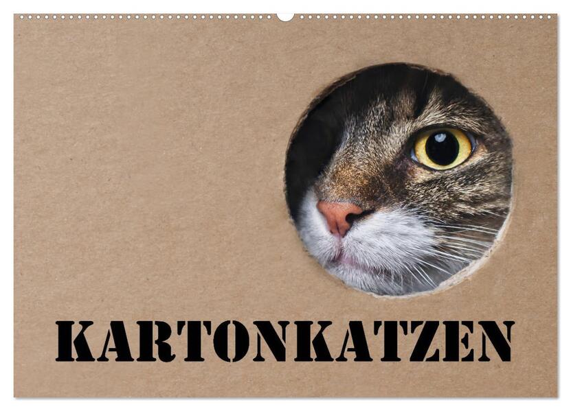 Karton Katzen (Wandkalender 2026 DIN A2 quer) CALVENDO Monatskalender