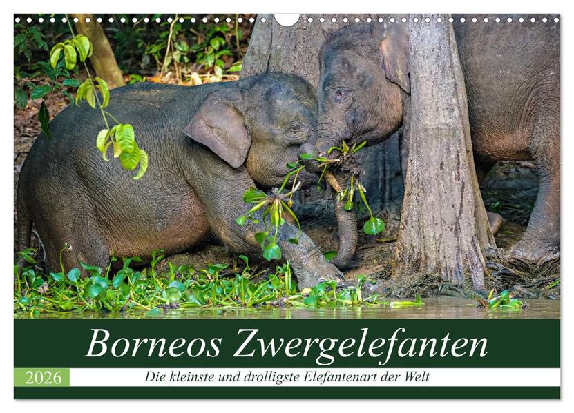 Borneos Zwergelefanten (Wandkalender 2026 DIN A3 quer) CALVENDO Monatskalender