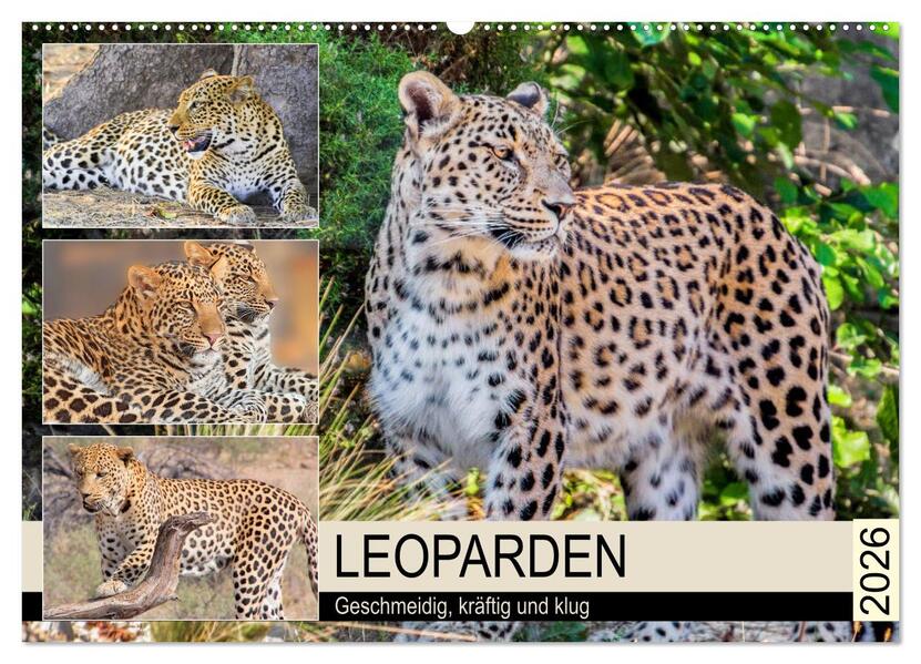 Leoparden. Geschmeidig kräftig und klug (Wandkalender 2026 DIN A2 quer) CALVENDO Monatskalender
