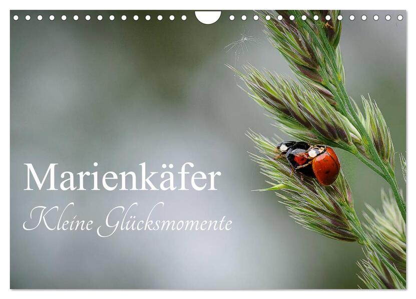 Marienkäfer - kleine Glücksmomente (Wandkalender 2026 DIN A4 quer) CALVENDO Monatskalender