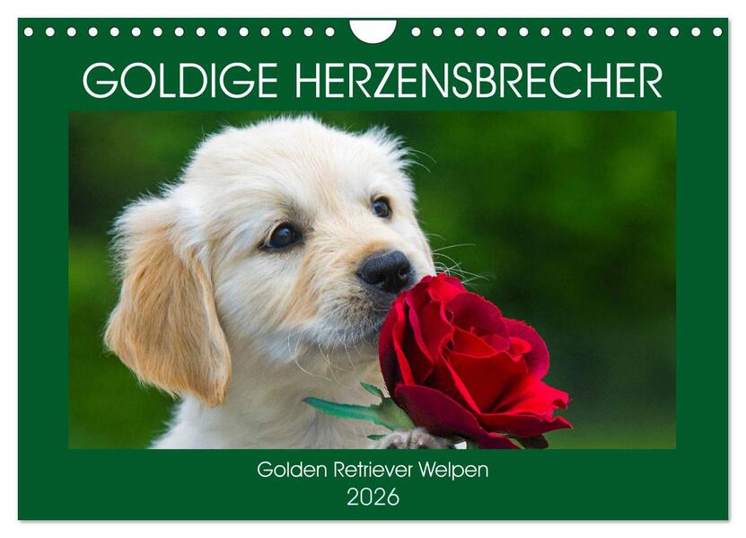 Goldige Herzensbrecher - Golden Retriever Welpen (Wandkalender 2026 DIN A4 quer) CALVENDO Monatskalender