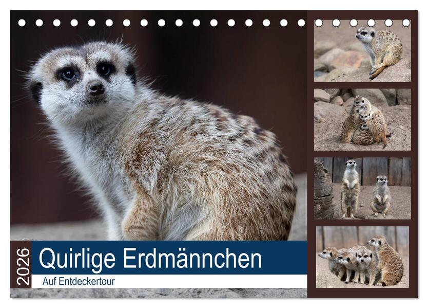 Quirlige Erdmännchen (Tischkalender 2026 DIN A5 quer) CALVENDO Monatskalender