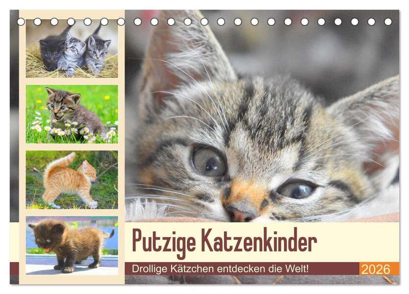 Putzige Katzenkinder. Drollige Kätzchen entdecken die Welt! (Tischkalender 2026 DIN A5 quer) CALVENDO Monatskalender