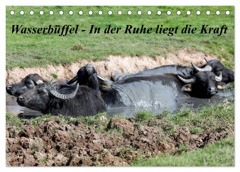 Wasserbüffel - In der Ruhe liegt die Kraft (Tischkalender 2026 DIN A5 quer) CALVENDO Monatskalender