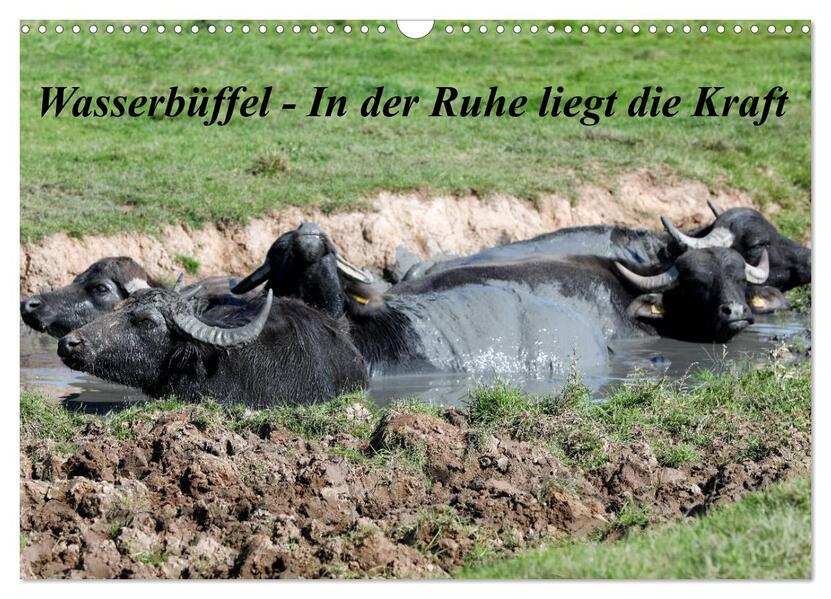 Wasserbüffel - In der Ruhe liegt die Kraft (Wandkalender 2026 DIN A3 quer) CALVENDO Monatskalender