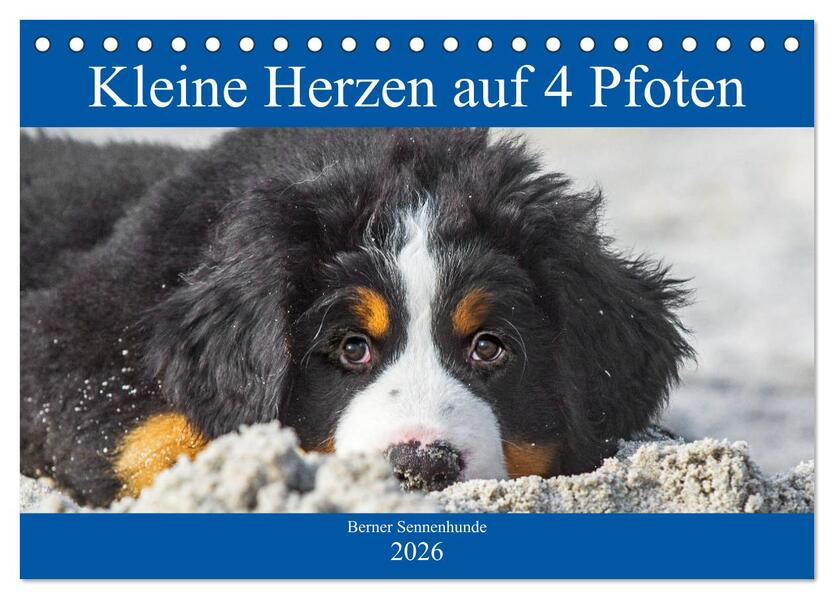 Kleine Herzen auf 4 Pfoten - Berner Sennenhunde (Tischkalender 2026 DIN A5 quer) CALVENDO Monatskalender