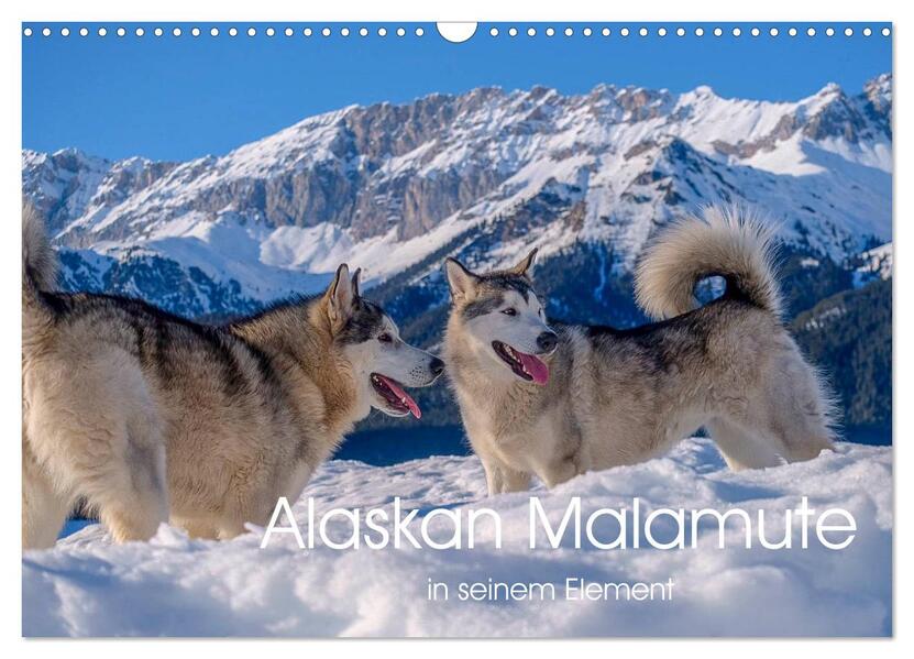 Alaskan Malamute in seinem Element (Wandkalender 2026 DIN A3 quer) CALVENDO Monatskalender