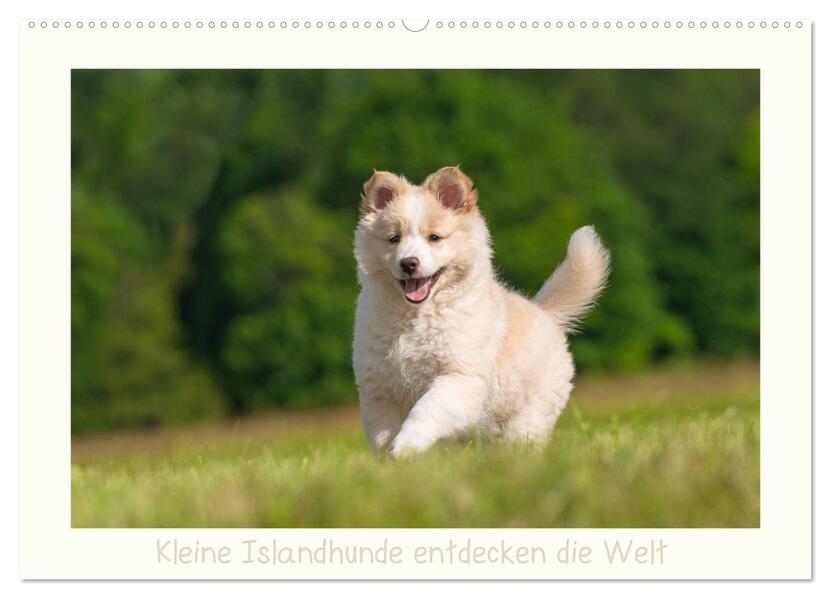 Kleine Islandhunde entdecken die Welt (Wandkalender 2026 DIN A2 quer) CALVENDO Monatskalender