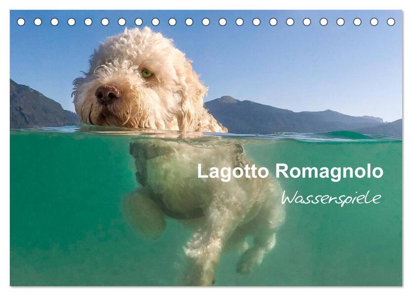 Lagotto Romagnolo - Wasserspiele (Tischkalender 2026 DIN A5 quer) CALVENDO Monatskalender