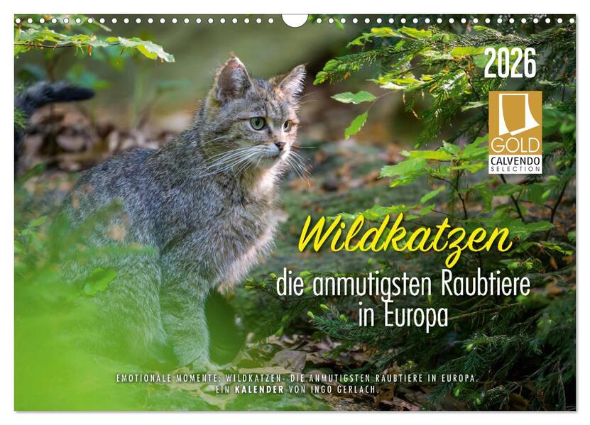 Wildkatzen - die anmutigsten Raubiere in Europa. (Wandkalender 2026 DIN A3 quer) CALVENDO Monatskalender