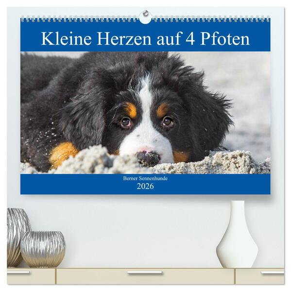 Kleine Herzen auf 4 Pfoten - Berner Sennenhunde (hochwertiger Premium Wandkalender 2026 DIN A2 quer) Kunstdruck in Hochglanz