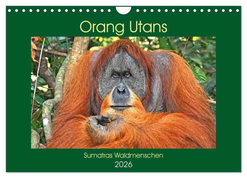 Orang Utans Sumatras Waldmenschen (Wandkalender 2026 DIN A4 quer) CALVENDO Monatskalender