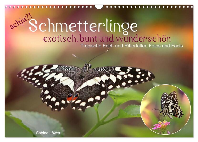 achja?! Schmetterlinge exotisch bunt und wunderschön (Wandkalender 2026 DIN A3 quer) CALVENDO Monatskalender