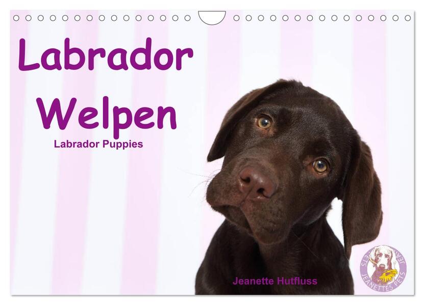 Labrador Welpen - Labrador Puppies (Wandkalender 2026 DIN A4 quer) CALVENDO Monatskalender