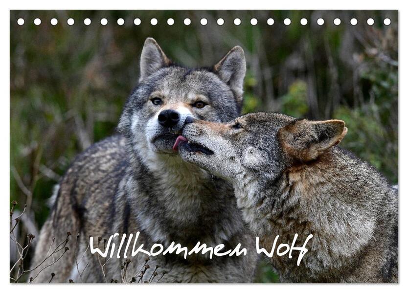 Willkommen Wolf (Tischkalender 2026 DIN A5 quer) CALVENDO Monatskalender