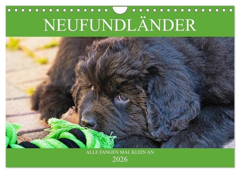 Neufundländer - Alle fangen mal klein an (Wandkalender 2026 DIN A4 quer) CALVENDO Monatskalender