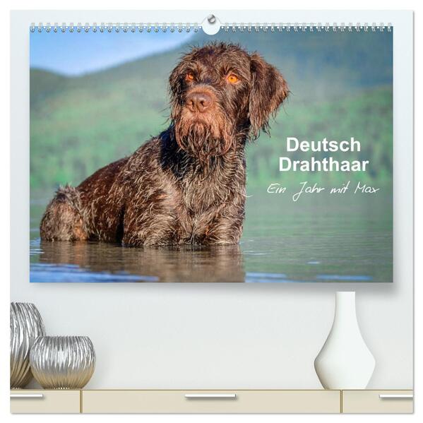 Deutsch Drahthaar - Ein Jahr mit Max (hochwertiger Premium Wandkalender 2026 DIN A2 quer) Kunstdruck in Hochglanz