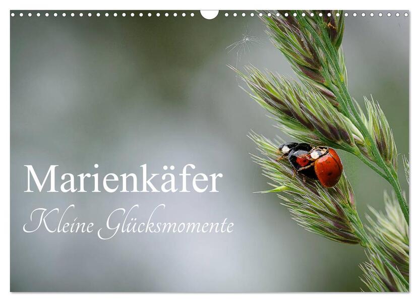 Marienkäfer - kleine Glücksmomente (Wandkalender 2026 DIN A3 quer) CALVENDO Monatskalender