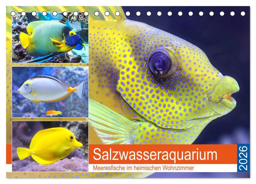 Salzwasseraquarium. Meeresfische im heimischen Wohnzimmer (Tischkalender 2026 DIN A5 quer) CALVENDO Monatskalender