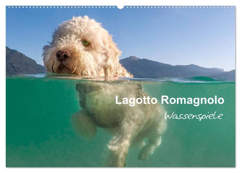 Lagotto Romagnolo - Wasserspiele (Wandkalender 2026 DIN A2 quer) CALVENDO Monatskalender