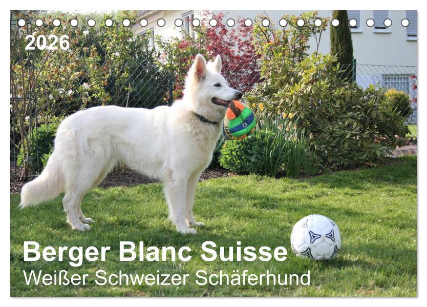 Berger Blanc Suisse - Weißer Schweizer Schäferhund (Tischkalender 2026 DIN A5 quer) CALVENDO Monatskalender