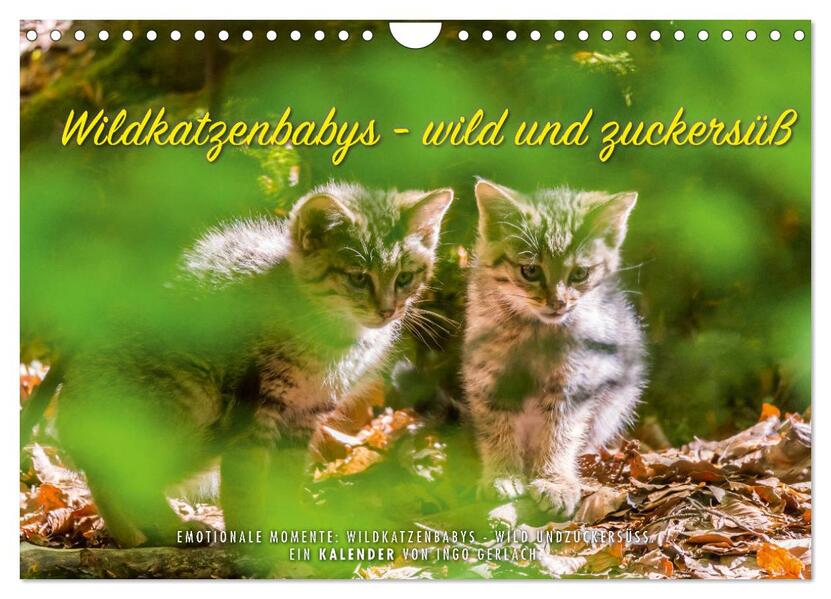 Wildkatzenbabys - wild und zuckersüß. (Wandkalender 2026 DIN A4 quer) CALVENDO Monatskalender