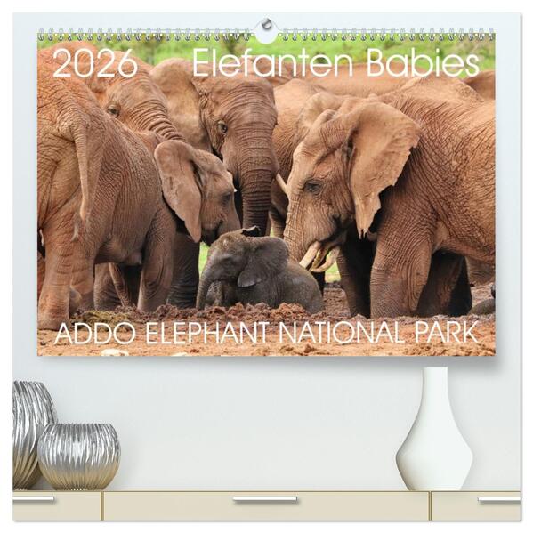 ADDO ELEPHANT NATIONAL PARK Elefanten Babies (hochwertiger Premium Wandkalender 2026 DIN A2 quer) Kunstdruck in Hochglanz