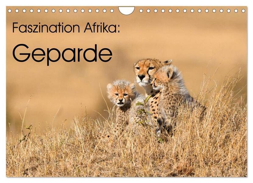 Faszinaton Afrika: Geparde (Wandkalender 2026 DIN A4 quer) CALVENDO Monatskalender