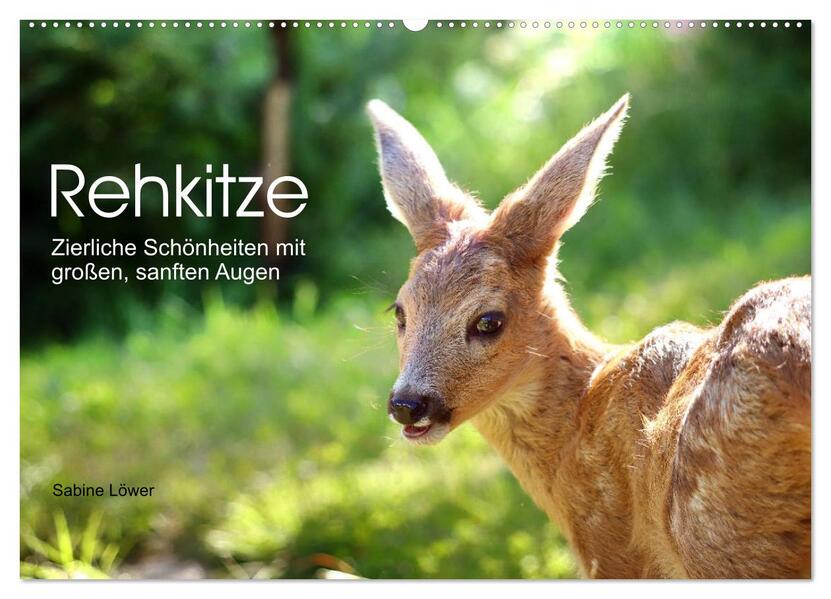 Rehkitze zierliche Schönheiten mit großen sanften Augen (Wandkalender 2026 DIN A2 quer) CALVENDO Monatskalender