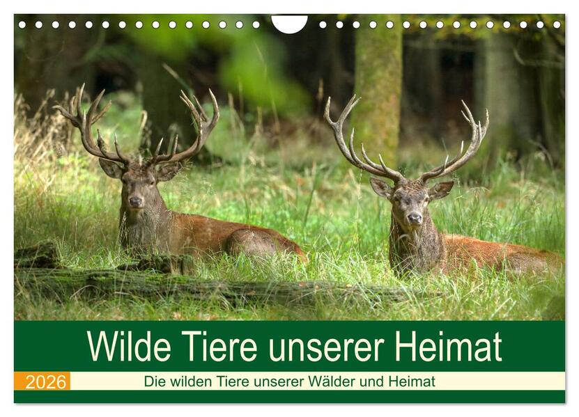 Wilde Tiere unserer Heimat (Wandkalender 2026 DIN A4 quer) CALVENDO Monatskalender